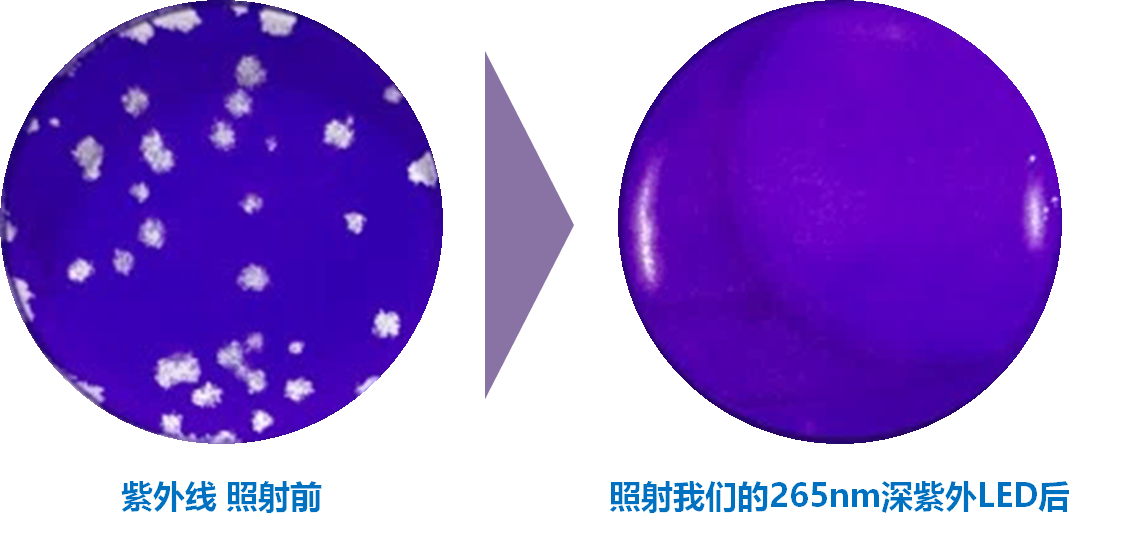 新型冠状病毒灭活评估实验